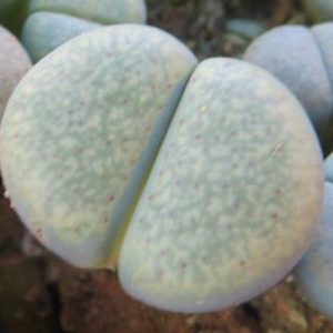 lithops verruculosa v. glabra кирпичный цветок
