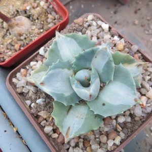 agave isthmensis shoji raijin
