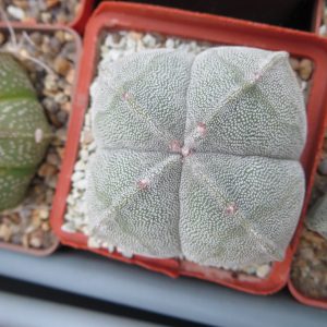 astrophytum quadricostatum ball