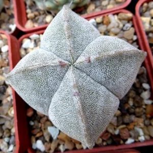 astrophytum myriostigma quadricostatum