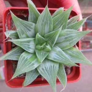 haworthia gray ghost variegata