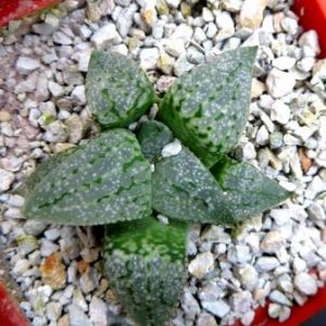 haworthia picta