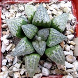 haworthia emelyae GM 267