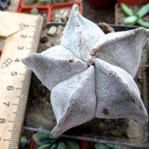 astrophytum myriostigma
