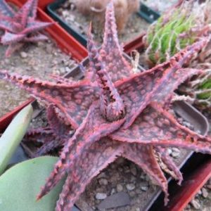 aloe cristmas carol