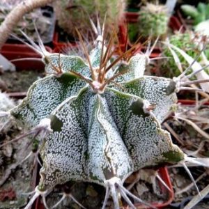 astrophytum ornatum var. mirbelii