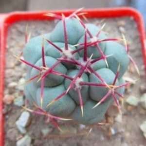 thelocactus hexaedrophorus