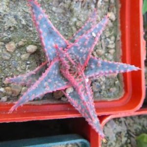 aloe Сhristmas Сarol