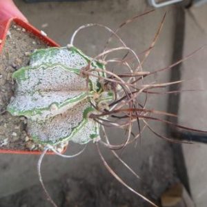 astrophytum niveum Kohres