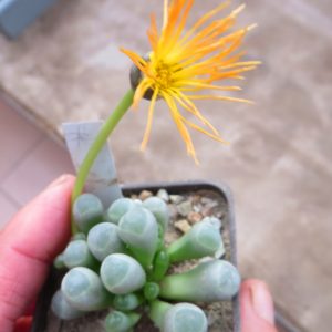 fenestraria rhopalophylla subsp. aurantiaca