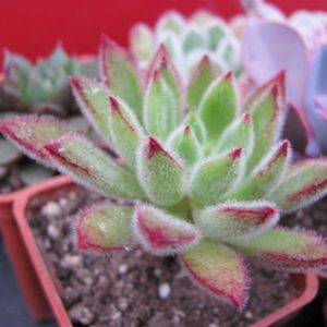 Echeveria Set Oliver