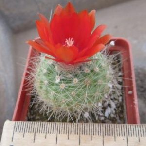 parodia nivosa