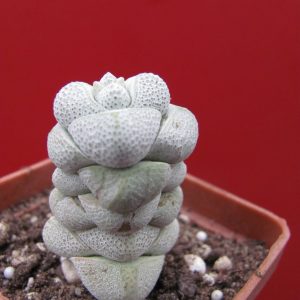Crassula deceptor