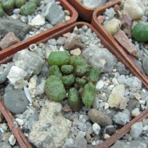 Conophytum obcordellum Rolfii