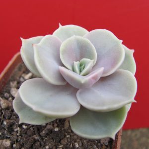 Echeveria Blue Surprise