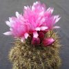 Neoporteria subgibbosa ssp. subgibbosa Neoporteria subgibbosa ssp. subgibbosa