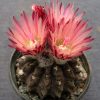 Thelocephala occulta RS 1958__
