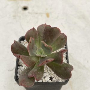 Echeveria 'Dark Vader'
