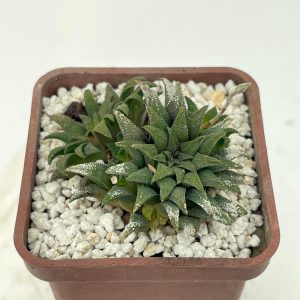 Haworthia parxiana