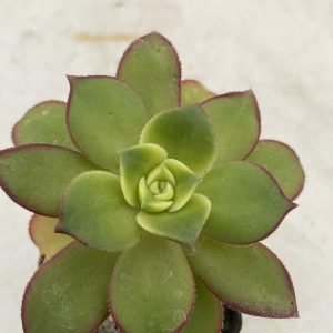 Aeonium " kiwi"