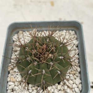 Gymnocalycium moserianum