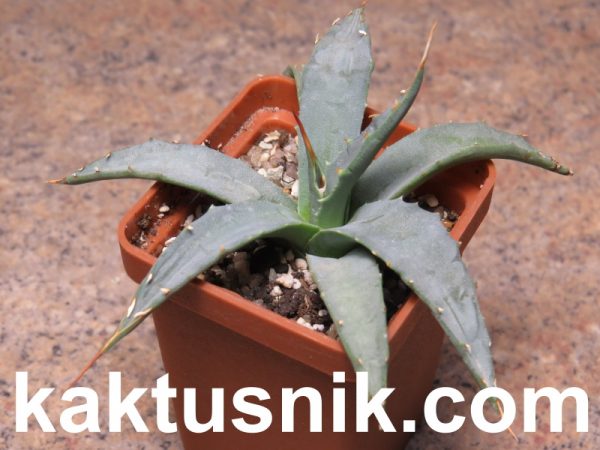 Agave utahensis v. eborispina -Kingston Mt-