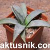 Agave utahensis v. eborispina -Kingston Mt- _