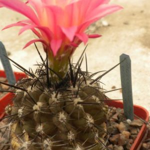 Neochilenia napina v. spinosior -Koehres-seeds-cемена-