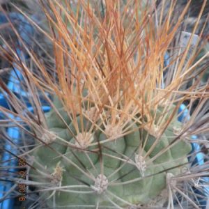 Weingartia lecoriensis KK741 -MG-rare-seeds-семена-