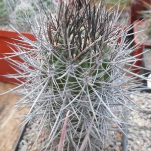 Neoporteria subgibbosa v. nigrihorrida KK11 -seeds-семена- s