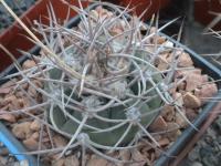 Gymnocalycium mazanense P30B -seeds-семена-