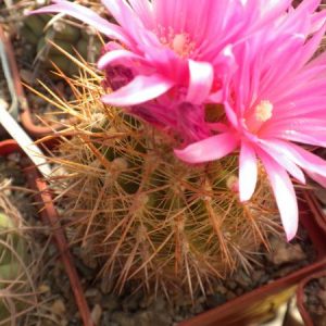 Neoporteria chilensis WM045 -seeds-семена-