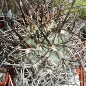 Lobivia thionantha v. minuta -MG- seeds-семена-