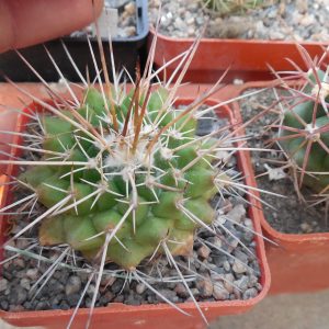Mammillaria compressa SB 820 - Coronel, SLP, - long flexible sp.  - MG -
