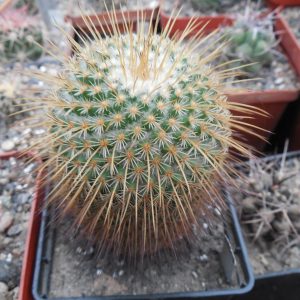 Mammillaria dixanthocentron - Teotitlan del Camino - MG -