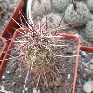 Echinocereus engelmanii - v.armatus - Joshua Tree, - MG -