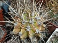 Echinopsis chacoana -MG-hybride- seeds-семена-