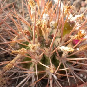 Neoporteria wagenknechtii v. napina FK178-79 -seeds-семена-