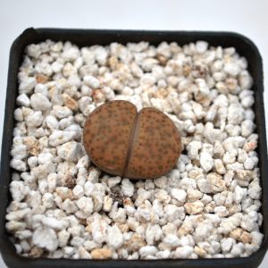 Lithops fulviceps