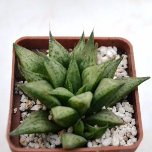 Haworthia cv. "Metallica"