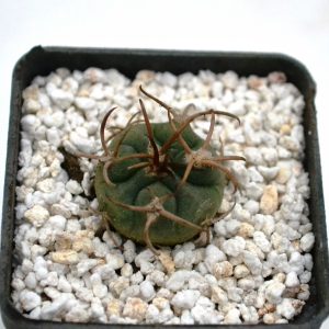 Gymnocalycium carminanthum
