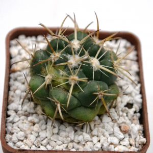 Coryphantha andrea SB 63