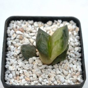Gasteria disticha f. variegata