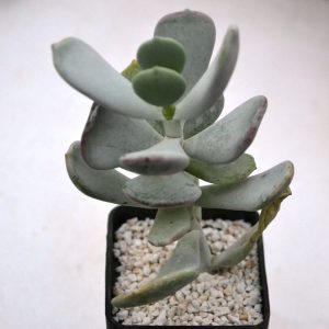 Cotyledon orbiculata