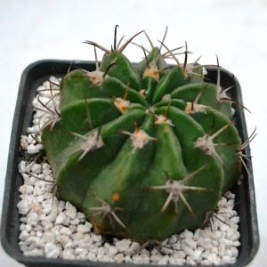 Lobivia obrepanda v. calyantholilacyna