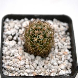 Coryphantha cornifera SB 123