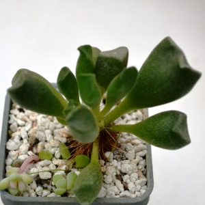 Adromischus cristatus var. clavifolius