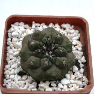 Copiapoa