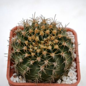 Pseudolobivia hamatacantha