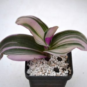 Tradescantia Nanouk (Cl 2)